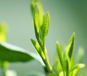 在杭州，獅峰龍井多少錢一斤？