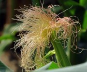 玉米用蕓苔素24和28哪種好？