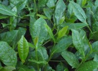 番茄潛葉蛾最佳防治方法？