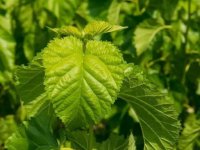 夏天養(yǎng)蠶桑葉一會(huì)就干了怎么辦？