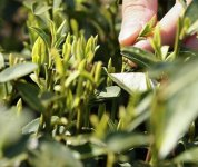 茶的原產(chǎn)地是哪個國家？