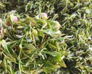 臨沂特產(chǎn)送人必買清單？